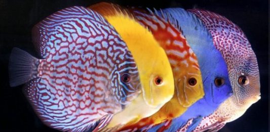 Mơ thấy cá là điềm báo gì? Đánh con gì để mau trúng? Nằm mơ thấy cá là điềm báo gì