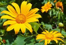 Mơ thấy hoa màu vàng là điềm gì? Nên chốt số nào để mang lại may mắn? Hoa màu vàng