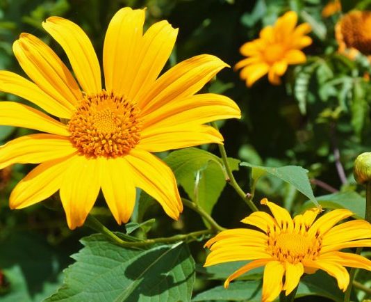 Mơ thấy hoa màu vàng là điềm gì? Nên chốt số nào để mang lại may mắn? Hoa màu vàng