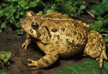 Nằm mơ thấy cóc vàng có phải là điềm báo cát tường không? Nằm mơ thấy cóc