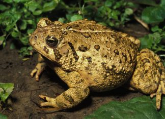 Nằm mơ thấy cóc vàng có phải là điềm báo cát tường không? Nằm mơ thấy cóc