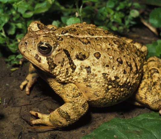 Nằm mơ thấy cóc vàng có phải là điềm báo cát tường không? Nằm mơ thấy cóc