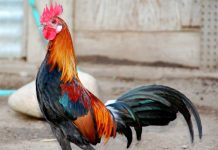 Mơ thấy con gà điềm lành hay xấu và đánh số nào chuẩn nhất? Nằm mờ thấy gà là điềm báo gì?