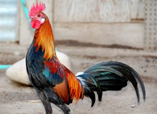 Mơ thấy con gà điềm lành hay xấu và đánh số nào chuẩn nhất? Nằm mờ thấy gà là điềm báo gì?