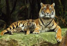 Mơ thấy con hổ là điềm lành hay dữ và đánh số gì? Nằm mơ thấy hổ là điềm báo gì