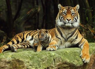 Mơ thấy con hổ là điềm lành hay dữ và đánh số gì? Nằm mơ thấy hổ là điềm báo gì