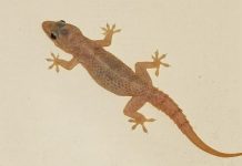 Giấc mơ thấy thằn lằn mang đến điềm báo nào cho chúng ta? Nằm mơ thấy thằn lằn là điềm báo gì?