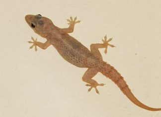 Giấc mơ thấy thằn lằn mang đến điềm báo nào cho chúng ta? Nằm mơ thấy thằn lằn là điềm báo gì?