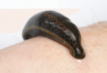 Nằm mơ thấy con đỉa nên đánh số nào? Đêm ngủ nằm mơ thấy con đỉa