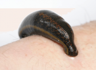 Nằm mơ thấy con đỉa nên đánh số nào? Đêm ngủ nằm mơ thấy con đỉa