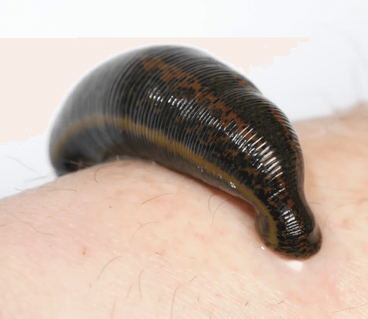 Nằm mơ thấy con đỉa nên đánh số nào? Đêm ngủ nằm mơ thấy con đỉa