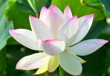 Nằm mơ thấy hoa sen là điềm báo hung hay cát? Nên đánh lô gì? nằm mơ thấy hoa sen