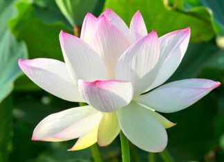 Nằm mơ thấy hoa sen là điềm báo hung hay cát? Nên đánh lô gì? nằm mơ thấy hoa sen