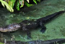 Bí ẩn đằng sau giấc mơ thấy cá sấu – Đánh số gì mang tài lộc về nhà