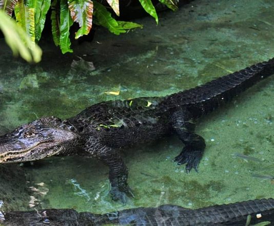 Bí ẩn đằng sau giấc mơ thấy cá sấu – Đánh số gì mang tài lộc về nhà