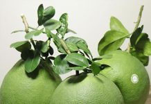 Giải mã giấc mơ thấy quả bưởi, đánh con nào khi mơ thấy quả bưởi? Nằm mơ thấy quả bưởi là điềm báo gì?