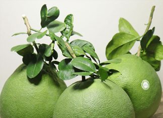 Giải mã giấc mơ thấy quả bưởi, đánh con nào khi mơ thấy quả bưởi? Nằm mơ thấy quả bưởi là điềm báo gì?