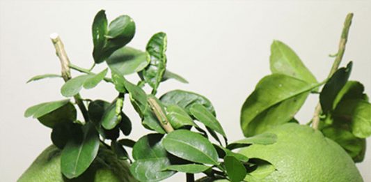 Giải mã giấc mơ thấy quả bưởi, đánh con nào khi mơ thấy quả bưởi? Nằm mơ thấy quả bưởi là điềm báo gì?