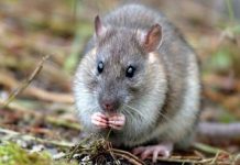 Điềm báo và con số may mắn gắn liền với giấc mơ thấy con chuột Điềm báo và con số may mắn gắn liền với giấc mơ thấy con chuột