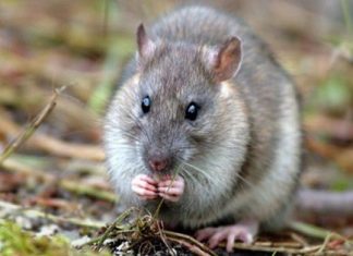 Điềm báo và con số may mắn gắn liền với giấc mơ thấy con chuột Điềm báo và con số may mắn gắn liền với giấc mơ thấy con chuột