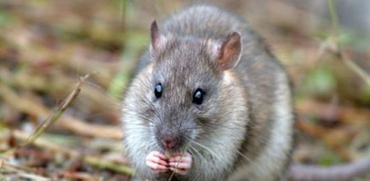 Điềm báo và con số may mắn gắn liền với giấc mơ thấy con chuột Điềm báo và con số may mắn gắn liền với giấc mơ thấy con chuột