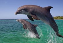 Mơ thấy cá heo điềm báo điều gì và đánh số nào may mắn! Mơ thấy cá heo