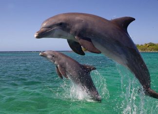 Mơ thấy cá heo điềm báo điều gì và đánh số nào may mắn! Mơ thấy cá heo