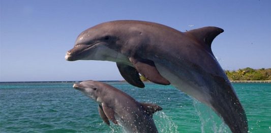 Mơ thấy cá heo điềm báo điều gì và đánh số nào may mắn! Mơ thấy cá heo