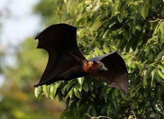 Mơ thấy con dơi là điềm báo gì? Nên đánh số mấy để may mắn Mơ thấy con dơi là điềm báo gì