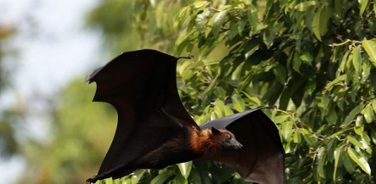 Mơ thấy con dơi là điềm báo gì? Nên đánh số mấy để may mắn Mơ thấy con dơi là điềm báo gì