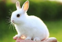 Điềm báo giấc mơ thấy thỏ trắng – Con số giúp bạn rước lộc về nhà mơ thấy thỏ trắng