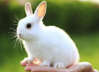 Điềm báo giấc mơ thấy thỏ trắng – Con số giúp bạn rước lộc về nhà mơ thấy thỏ trắng