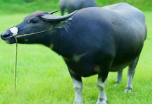 Giải mã giấc mơ thấy con trâu, điềm báo về con số may mắn mơ thấy con trâu