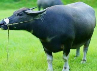 Giải mã giấc mơ thấy con trâu, điềm báo về con số may mắn mơ thấy con trâu