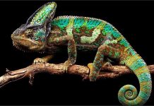 Tắc kè số mấy, mơ thấy tắc kè điềm báo gì – Đánh số nào đúng? Tắc kè số mấy