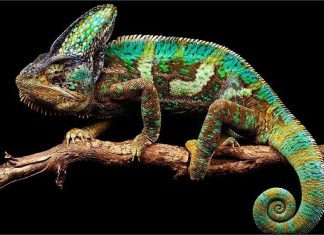 Tắc kè số mấy, mơ thấy tắc kè điềm báo gì – Đánh số nào đúng? Tắc kè số mấy