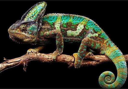 Tắc kè số mấy, mơ thấy tắc kè điềm báo gì – Đánh số nào đúng? Tắc kè số mấy