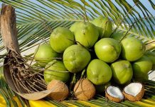 Đánh số gì trúng khi mơ thấy quả dừa – Điềm báo giấc mơ này! mơ thấy quả dừa