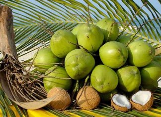 Đánh số gì trúng khi mơ thấy quả dừa – Điềm báo giấc mơ này! mơ thấy quả dừa