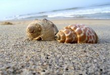 Mơ thấy ốc – Giải mã giấc mơ và con số may mắn sẽ về Mơ thấy ốc