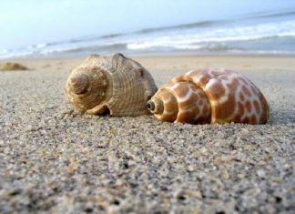 Mơ thấy ốc – Giải mã giấc mơ và con số may mắn sẽ về Mơ thấy ốc