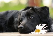 Nuôi chó mực có tốt không và những điều cần lưu ý Nuôi chó mực có tốt không