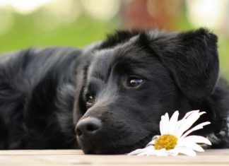 Nuôi chó mực có tốt không và những điều cần lưu ý Nuôi chó mực có tốt không