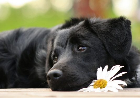 Nuôi chó mực có tốt không và những điều cần lưu ý Nuôi chó mực có tốt không