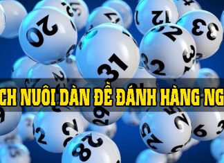 Các cách nuôi dàn đề đánh hàng ngày Cách nuôi dàn đề